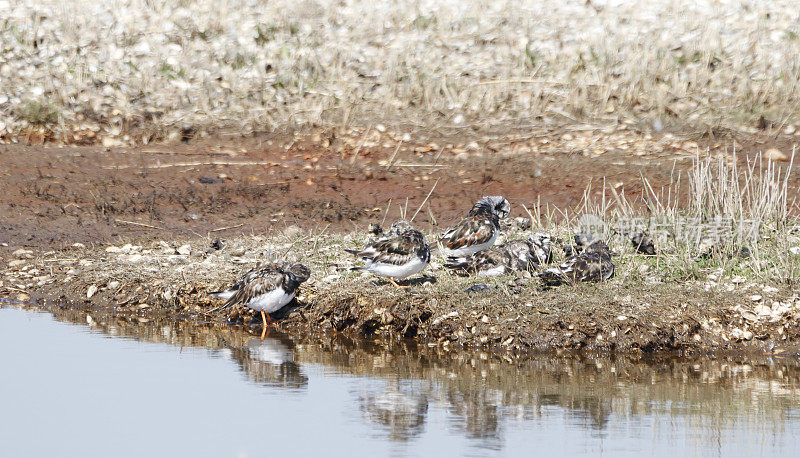 红润Turnstone (Arenaria解释)部分在夏季羽毛